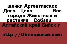 щенки Аргентинскоо Дога › Цена ­ 25 000 - Все города Животные и растения » Собаки   . Алтайский край,Бийск г.